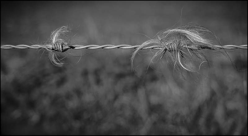 Hair on barbed wire_Russell  Hynard_set.i06.tif